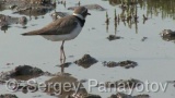 Video of Little Ringed Plover - Little Ringed Plover in the mud lake in spring
